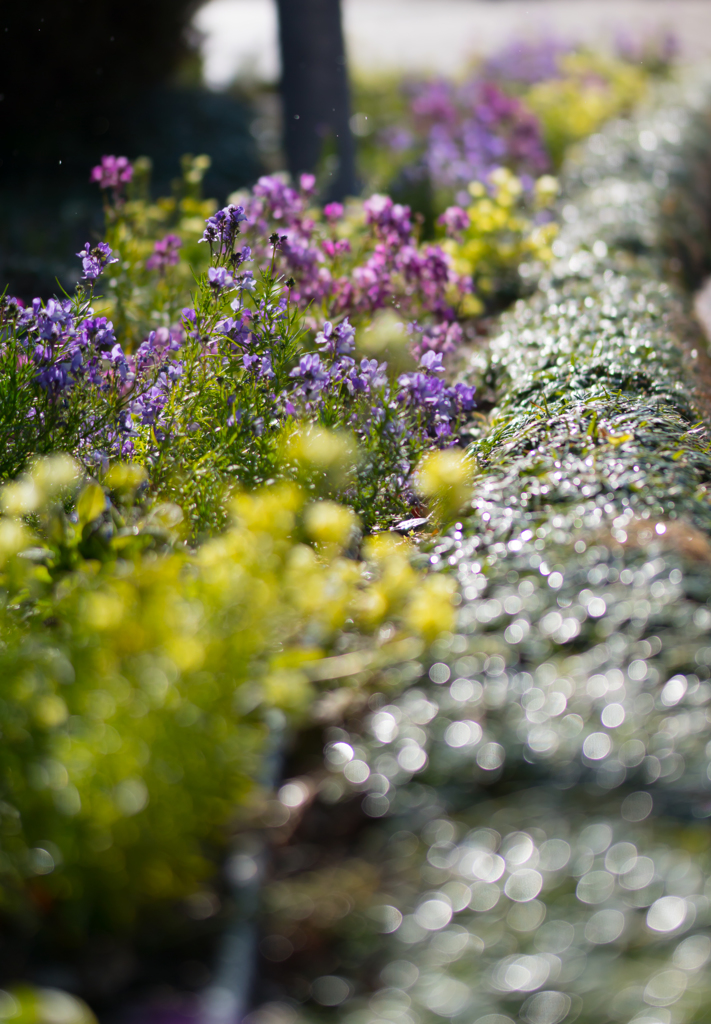 After the rain
