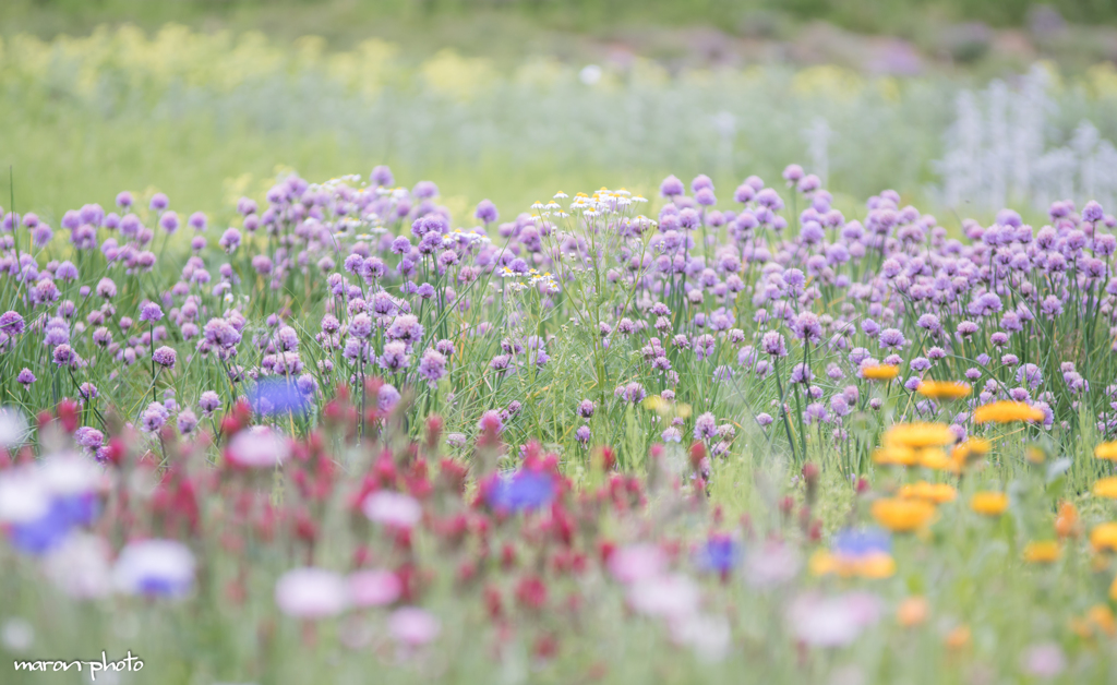 Scent of herbs