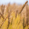 Wheat..*＊
