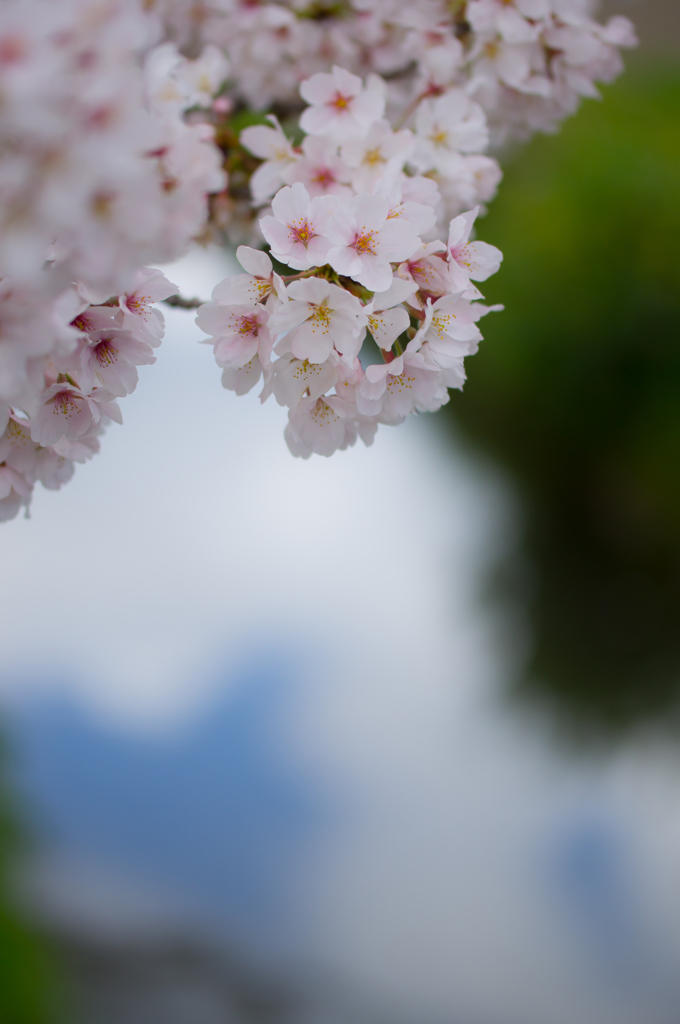 桜と空は仲良し♪