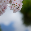 桜と空は仲良し♪