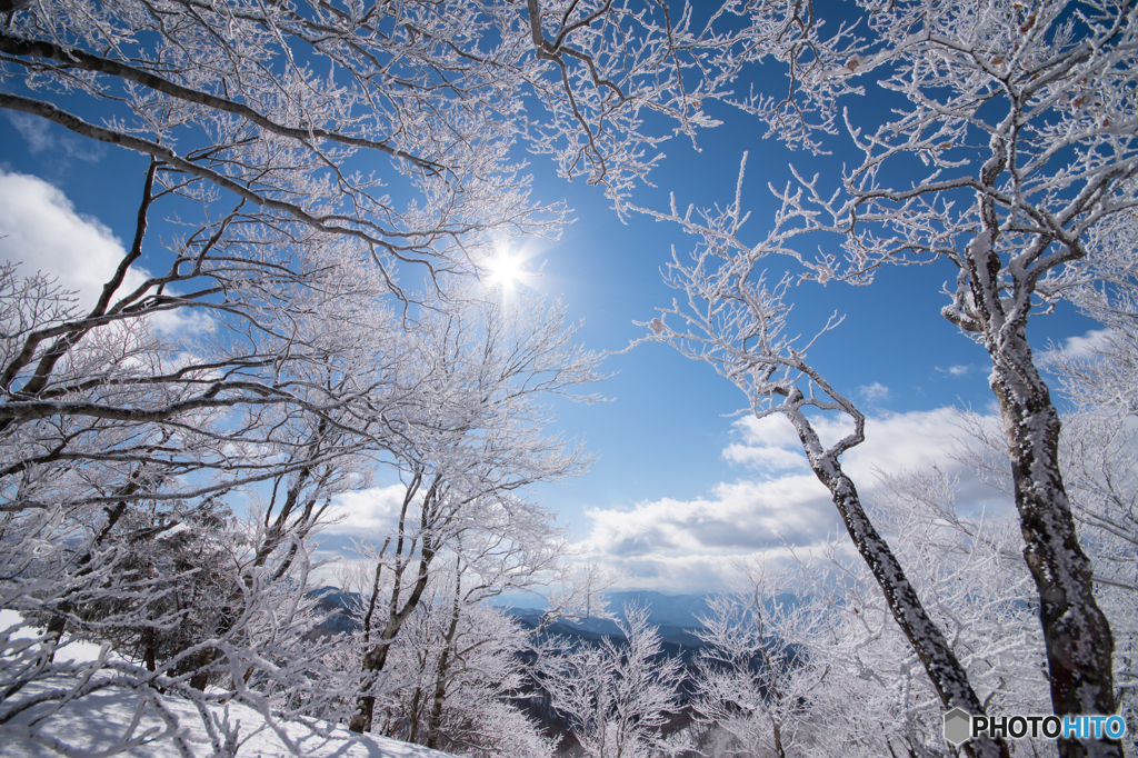 Snow trees