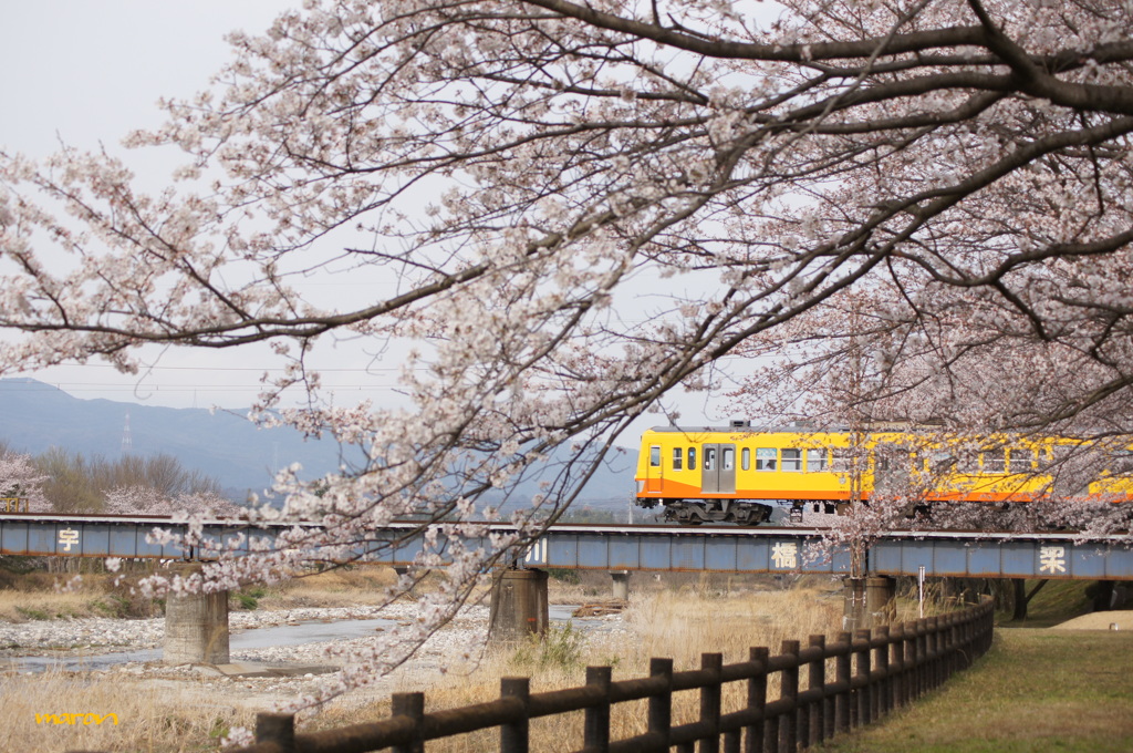 桜を楽しんで。