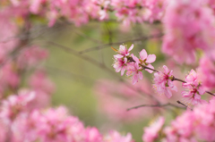 Surrounded by flowers