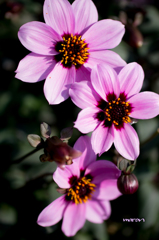 purple*