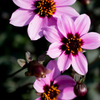 purple*