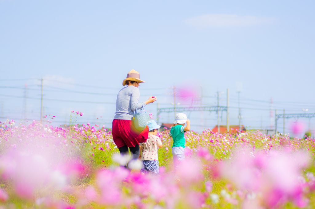 おもいで秋桜