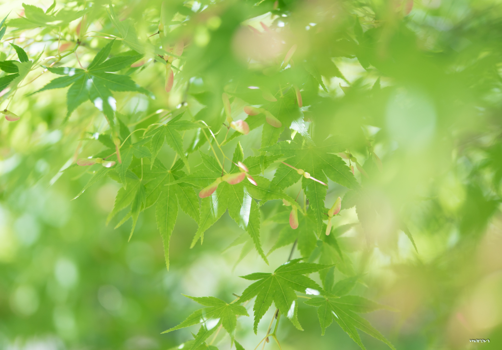 Momiji～♪