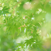 Momiji～♪