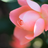 ○。rose　。○