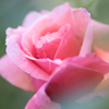 rose..＊