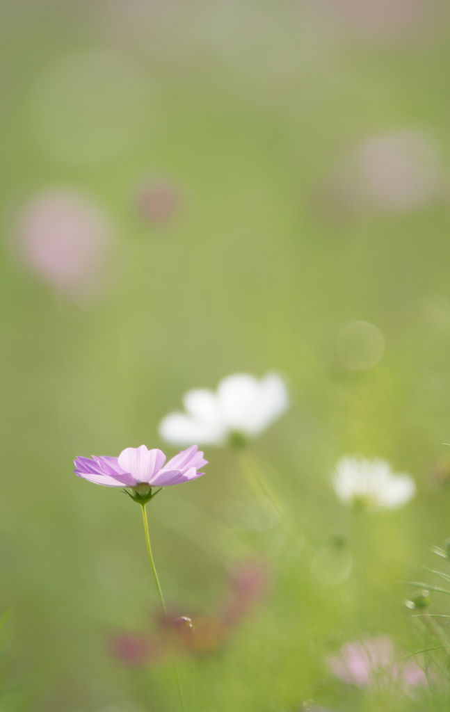 cosmos～○。
