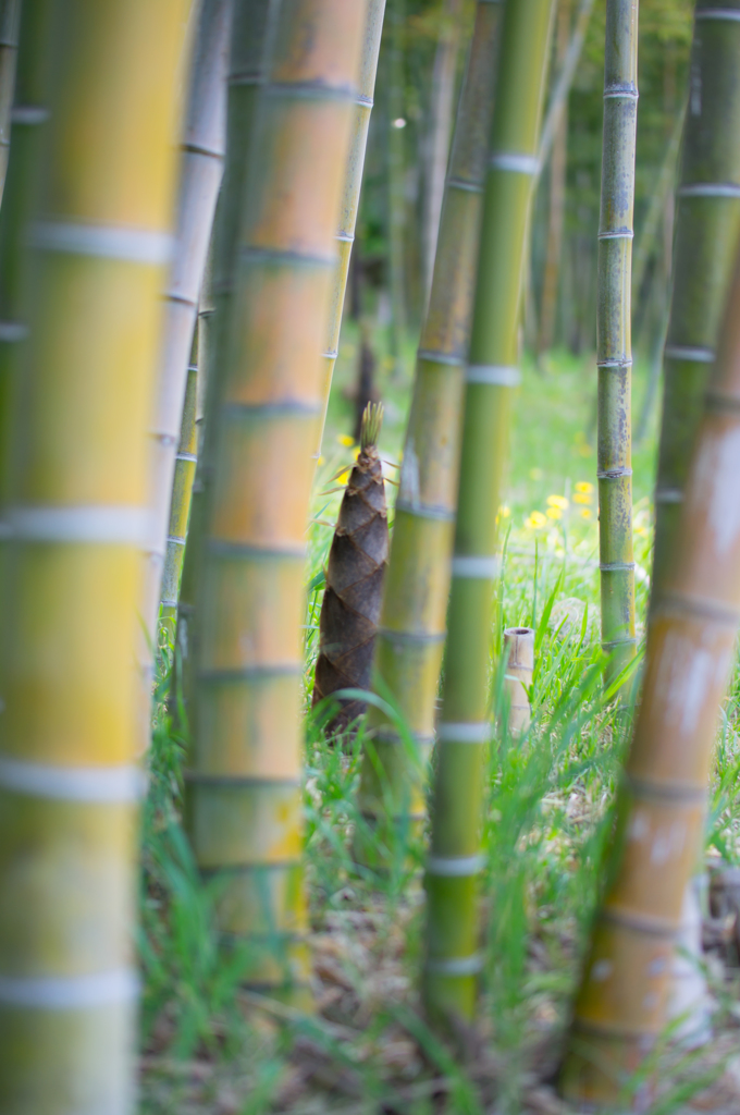 bamboo