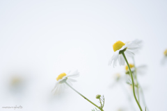 chamomile