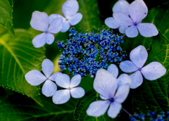 Hydrangea..*