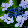 Hydrangea..*