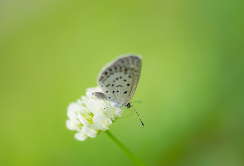 White clover～♡