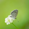 White clover～♡
