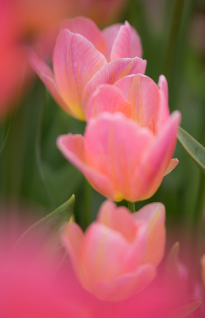 tulip