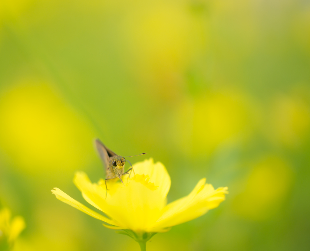 Yellow Flower..♡
