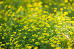 a yellow flower..*