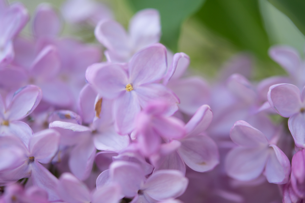 Lilac..*
