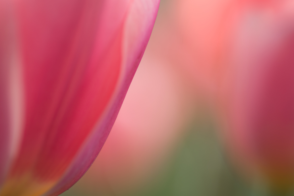 *..tulip..*