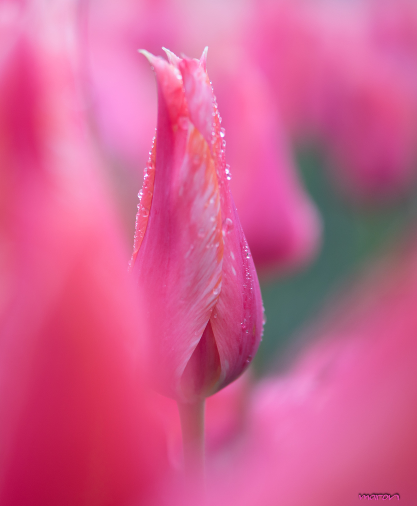 Tulip..。○