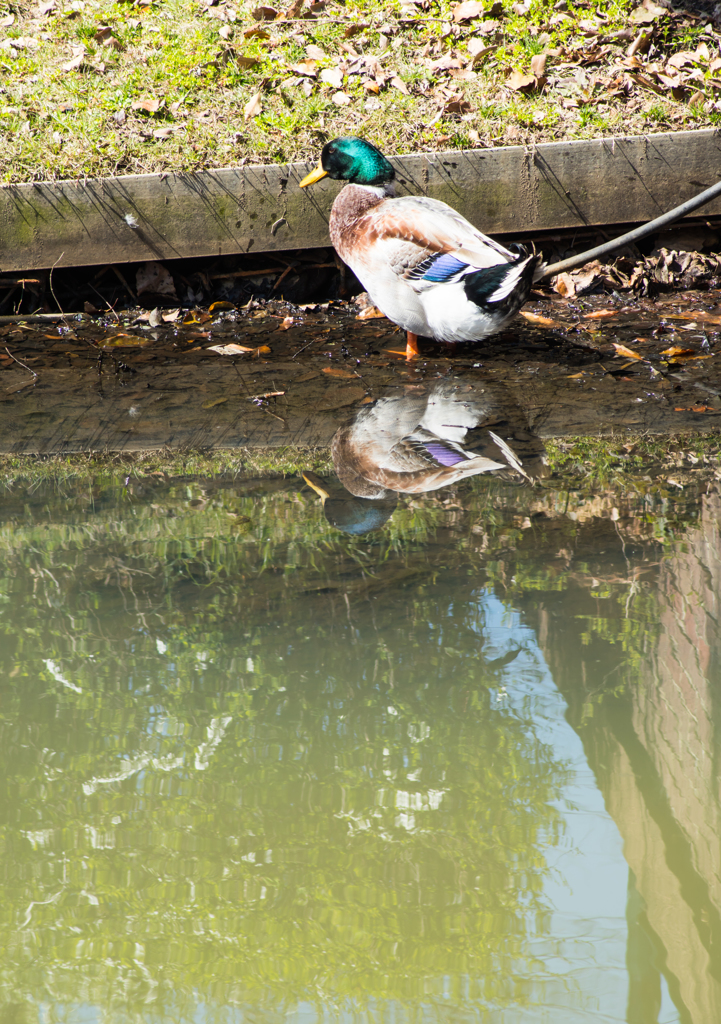 Duck