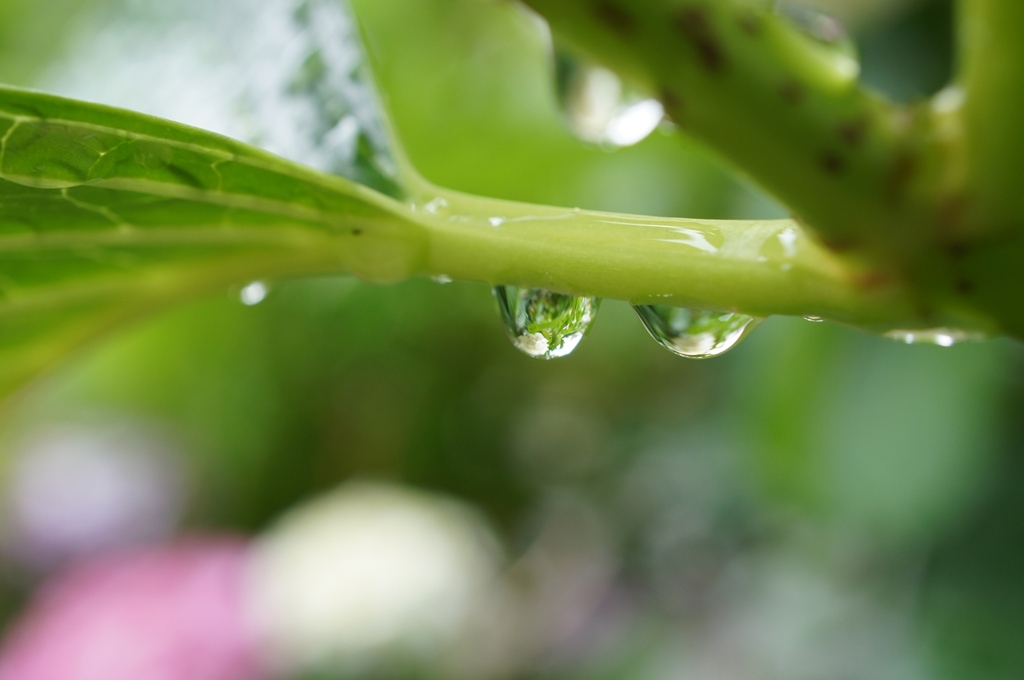 水玉白紫陽花