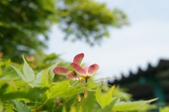 タケコプタ～