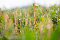 horsetail