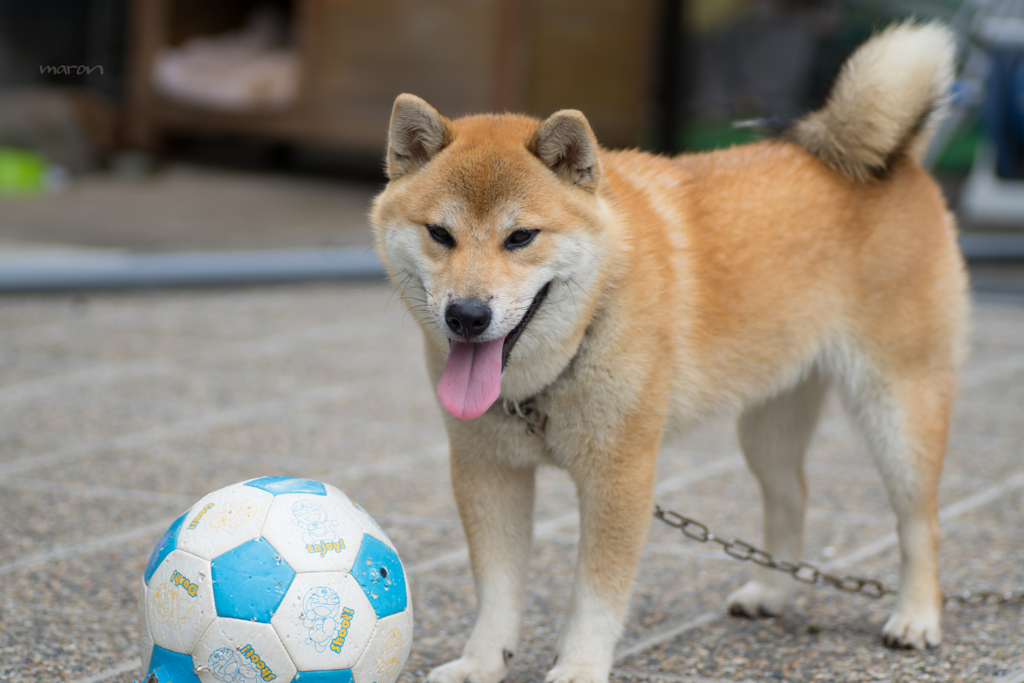 Shiba inu～♪