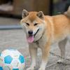 Shiba inu～♪