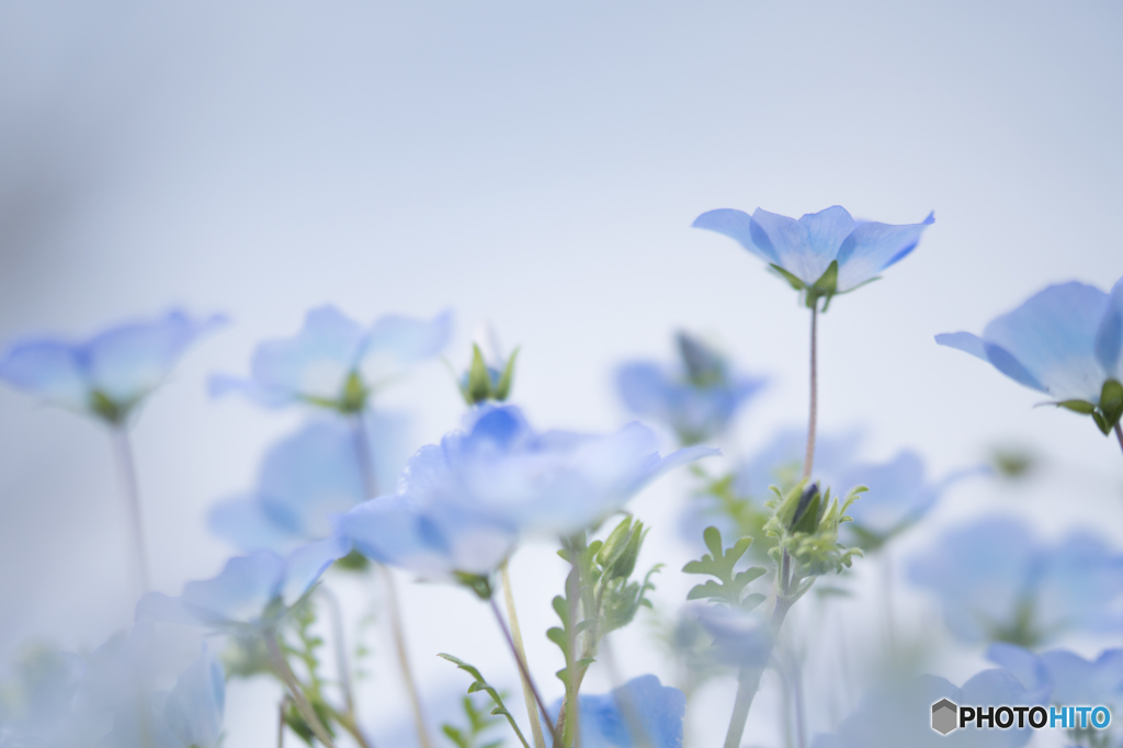 Blue..✲