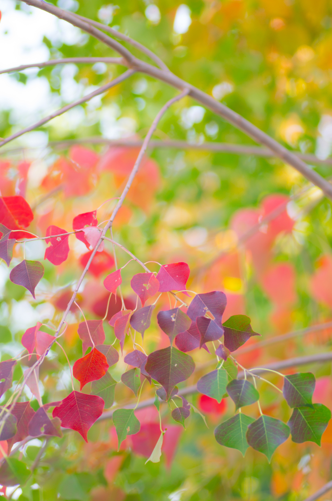 signs of autumn♪