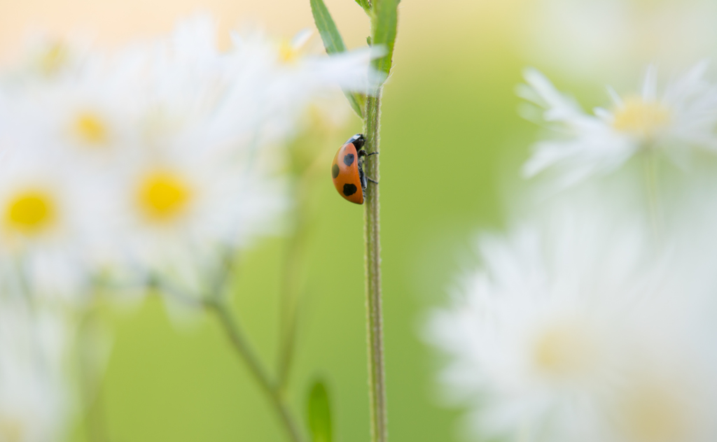 Ladybug～✲