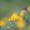 Crocus～♪