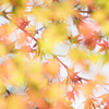 Momiji～＊