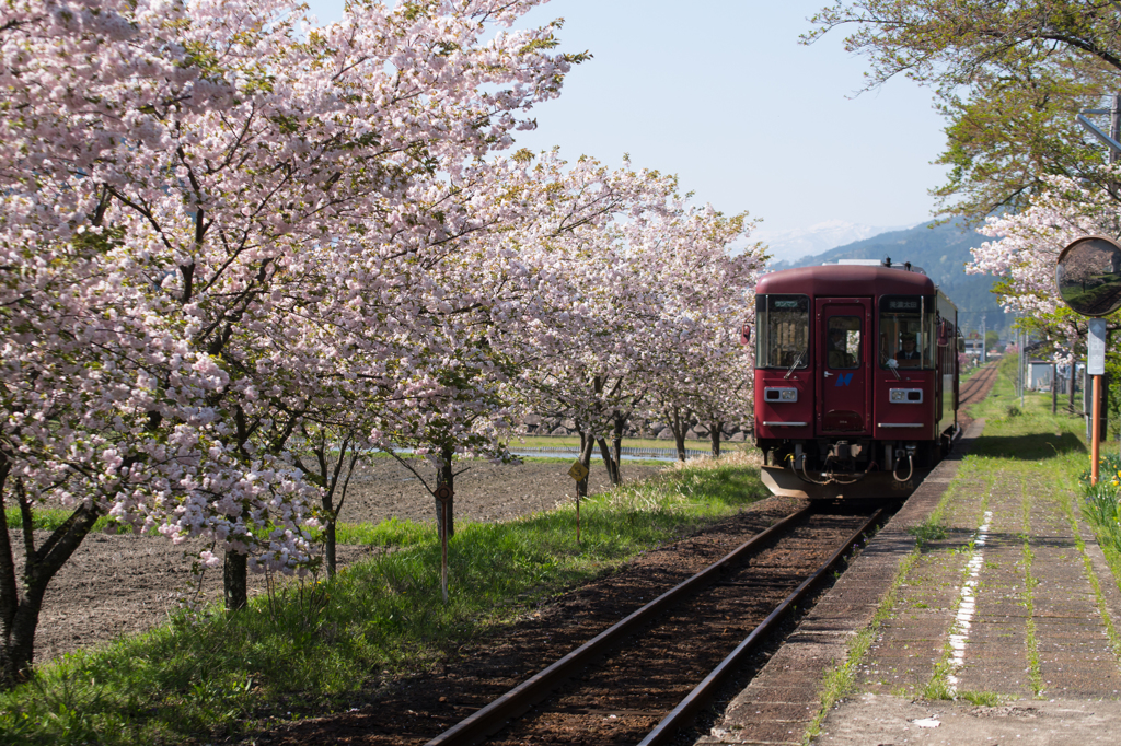 sakura✲てつ