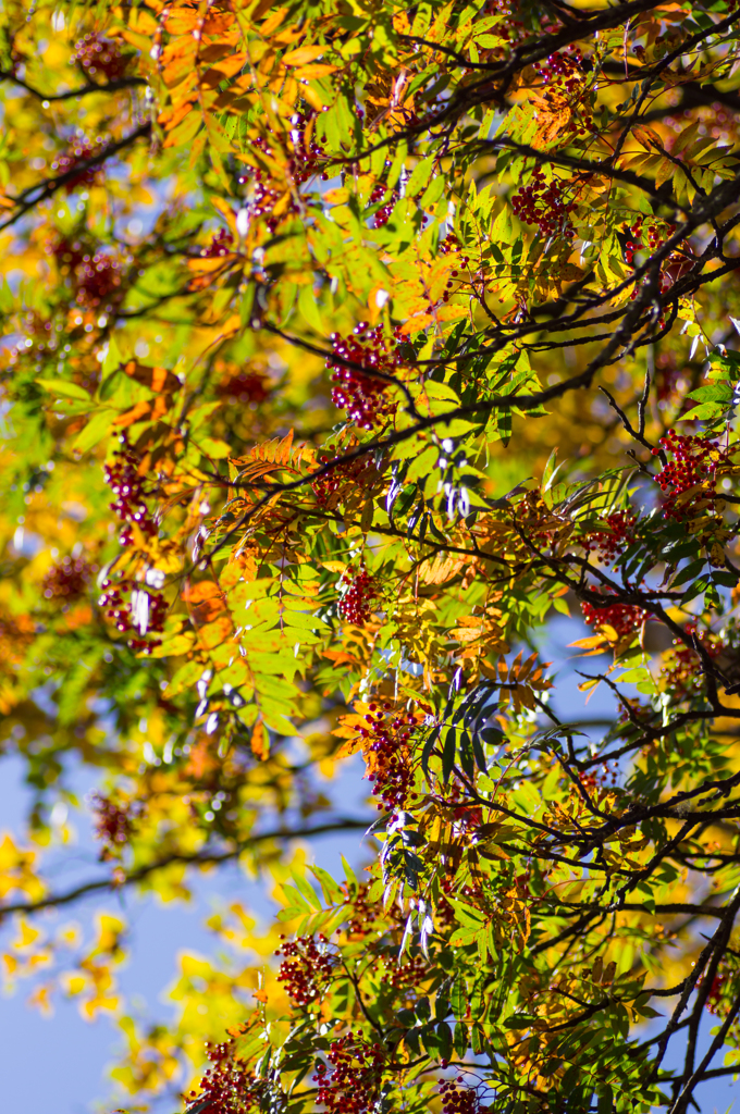 Japanese  Rowan