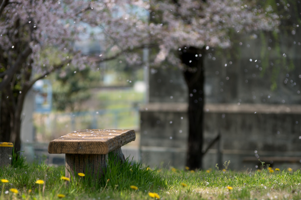 shower of blossom