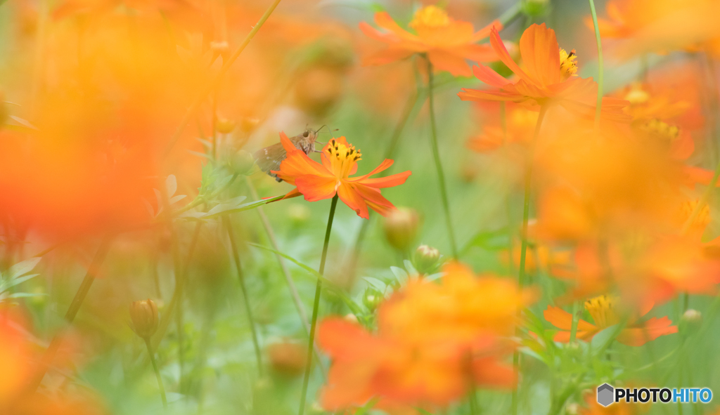 In Orange