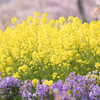 Spring color