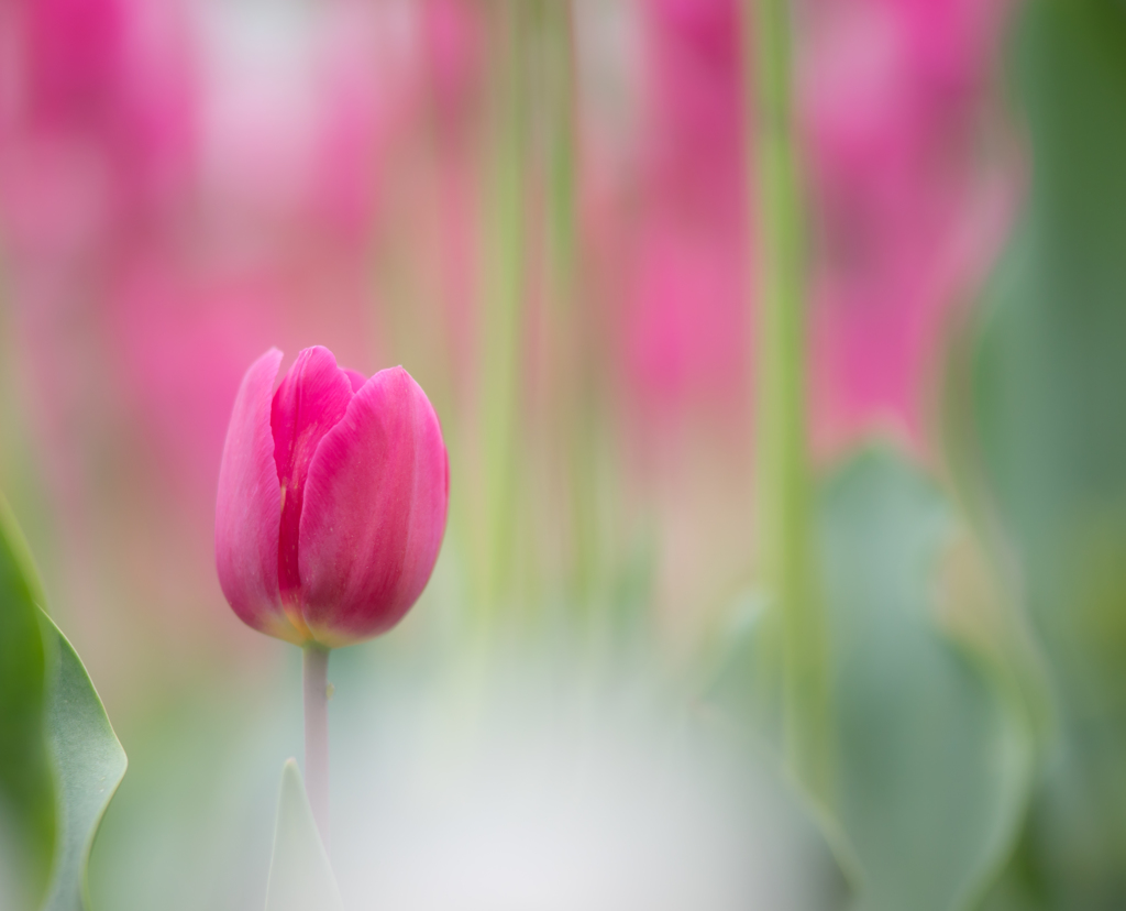 tulip