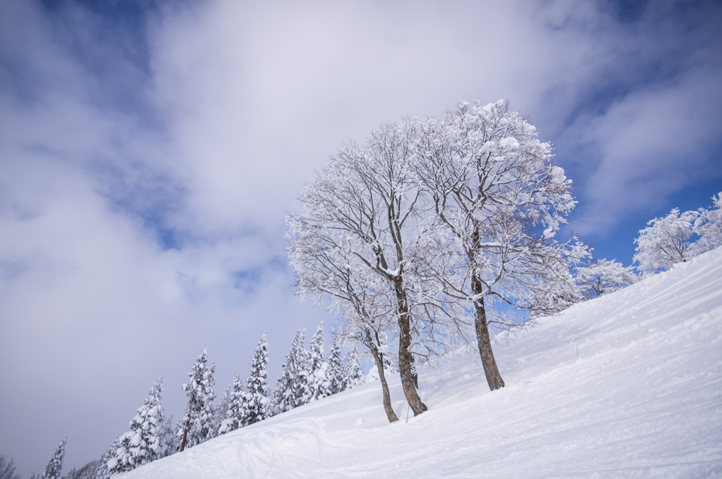 white tree...*