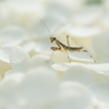 Mantis