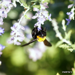 熊蜂