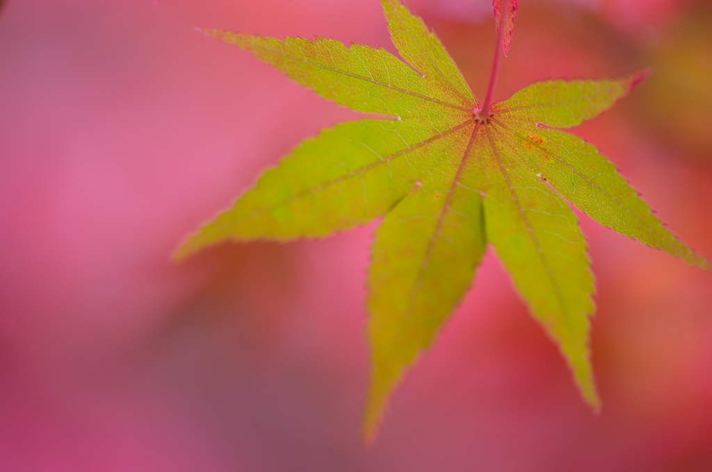 Momiji