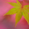 Momiji